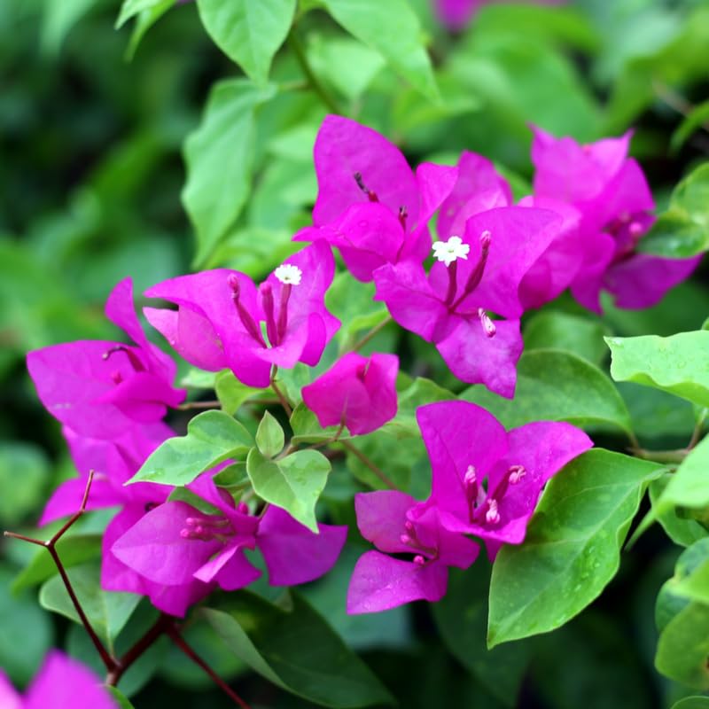 Set 2 Purple Bougainvillea Plants, 5-8" Tropical Bougainvillea Plant Starter, Colorful Perennial Blooms, Live Well Rooted Plant