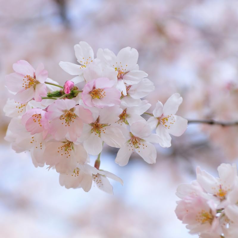 White Cherry Blossom Tree Live Plant 2-3 Ft, Flowering Cherry Tree for Outdoor Garden, Ornamental Vibrant Bloom Tree for Yard, Landscape or Garden Planting, 3 Gallon Pot, No Ship to CA