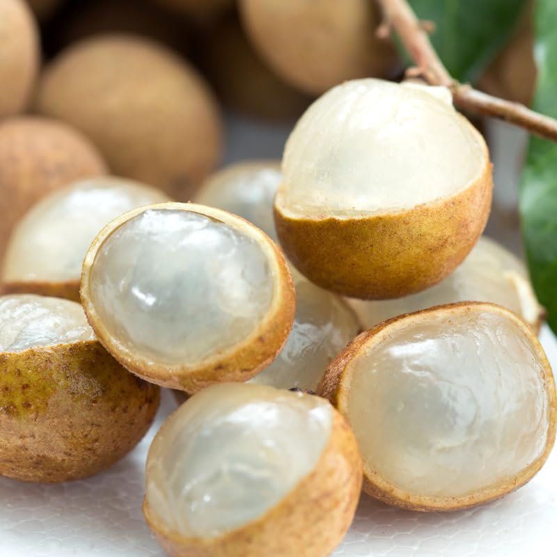 Longan Live Plant, Sweet Longan Tree Potted 3 to 4 Feet, Well Rooted Fruit Tree for Outdoor Garden, No Shipping to CA