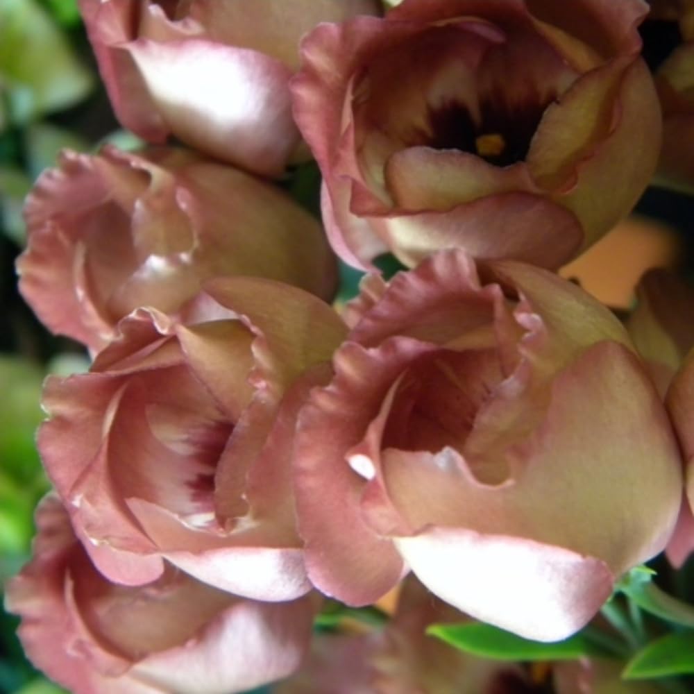 Sets 2 Chocolate Brown Lisianthus Eustoma Live Plants, Plug Size, Well-Rooted, Texas Bluebell, Thornless Love Rose Plant, Spring to Fall Bloom, 2-4" in Tall Starter