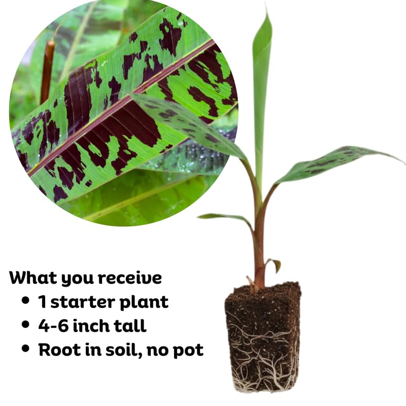 Zebrina Banana Plant, Banana Trees Live Plants, 4-6" Tropical Fruit Tree for Home Garden, Patio and Container Growing