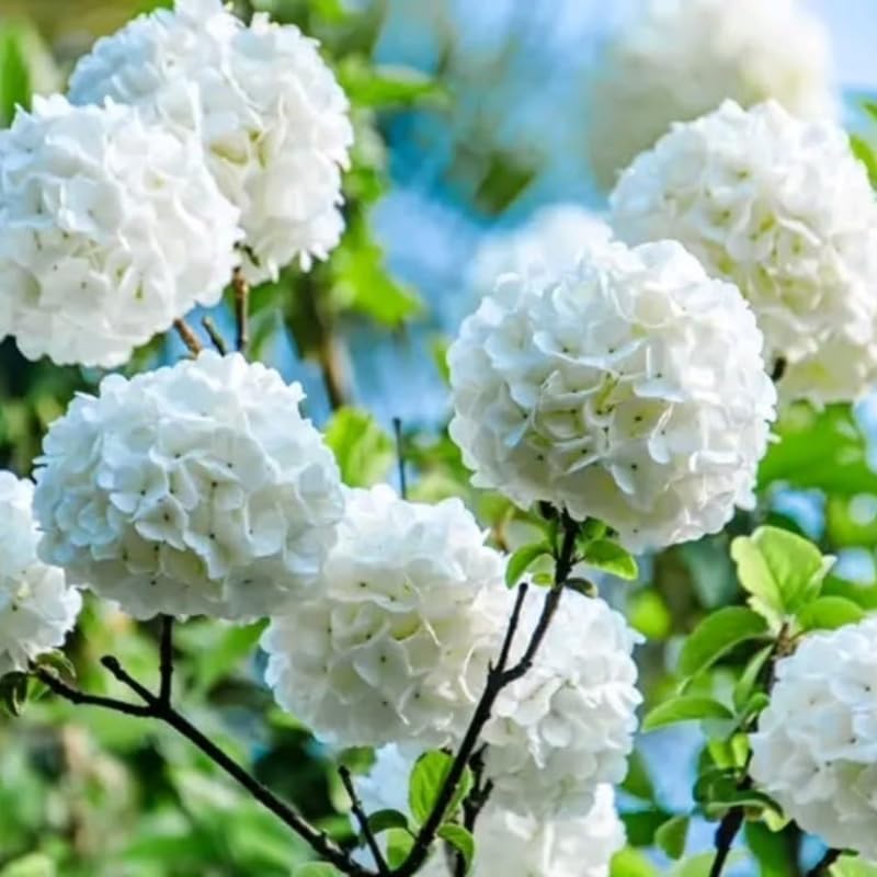 Japanese Snowball Viburnum Tree Live Plant Shrub in Pot, Fragrant Flower, Dormant in Winter, 6-12" in Tall, Bare Root to CA, Bush Shrub Spring Blooms