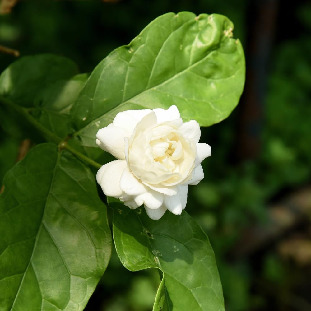 Duke Jasmine Plant Live, Fragrant Flowering Jasmine Plant Indoor Live in 3 Gallon Pot, 2 Feet Height, White Flower Blooms for Landscaping, No Ship to CA