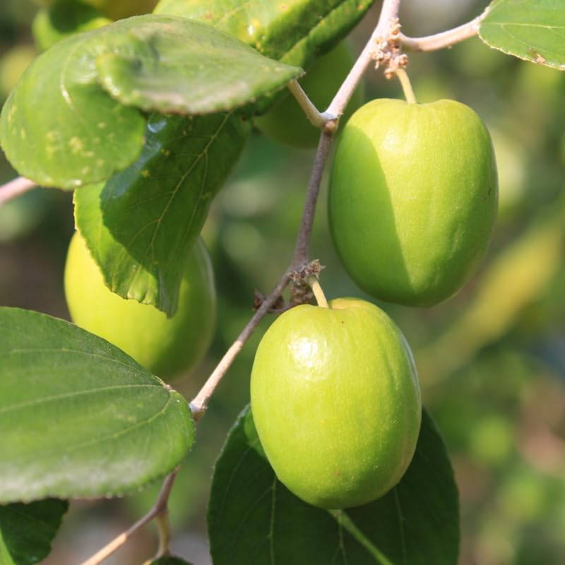 Live Thai Jujube Fruit Tree Plant, 1 Feet Tall in 3 Gallon Pot, Sweet Fruit Tree, Ready to Grow, Suitable for Outdoor Planting, No Ship to CA
