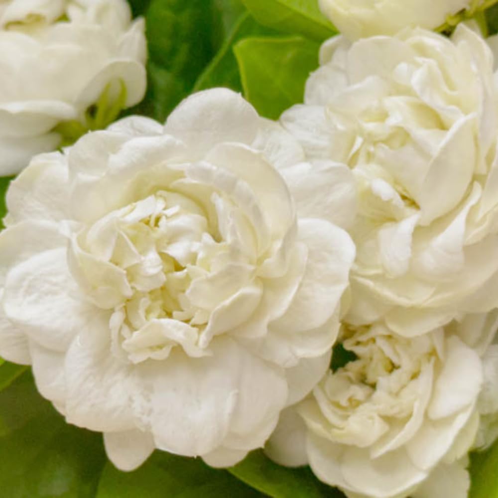 Live Grand Duke Jasmine Plant, 3 Gallon Pot, 1-2 Ft Tall, Jasmine Plant Live Potted, Fragrant Flower Bush for Indoor Outdoor Garden, No Ship to CA