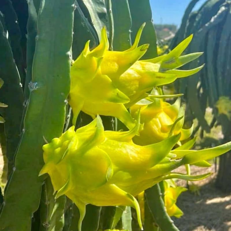 Set of 2 Yellow Dragon Fruit Plants Live, 4-8 Inches Tall, Tropical Cactus Live Plant, Dragonfruit Seedlings