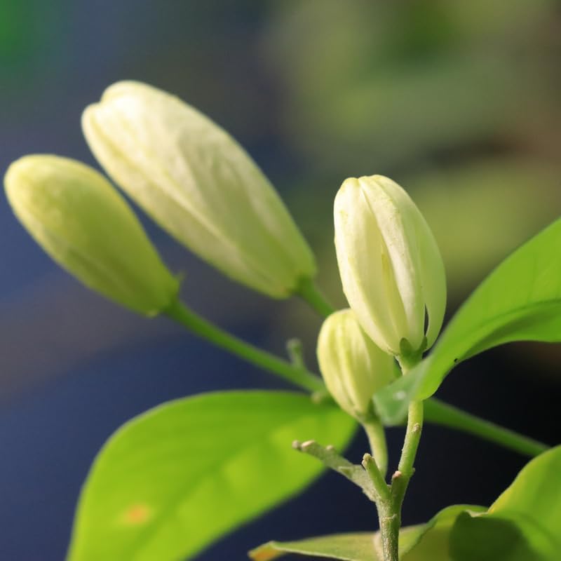 Duke Jasmine Plant Live, White Blooming Vine, 2-3 Feet Tall in 3 Gallon Pot for Indoor or Outdoor Planting, No Ship to CA
