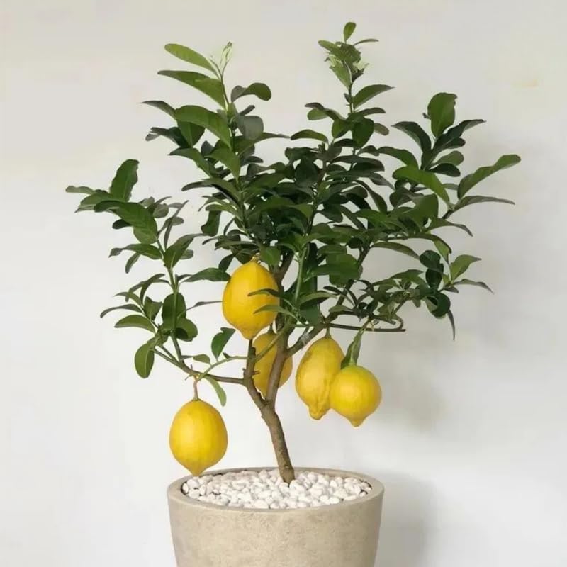 Meyer Lemon Tree Live Plant 2-3 Years Old Already Bearing Fruit, Yellow Lime Tree in 3 Gallon Pot, Cold Hardy and High-yielding