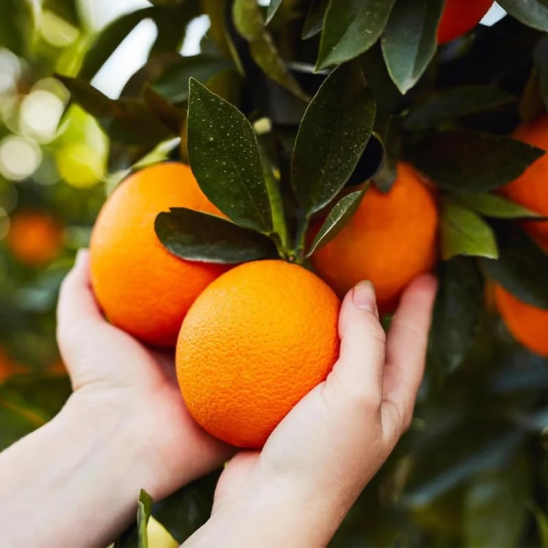 Valencia Orange Tree Live Plant, 4-5 Feet Tall in 5 Gallon Pot, Sweet Citrus Tree for Outdoor Planting