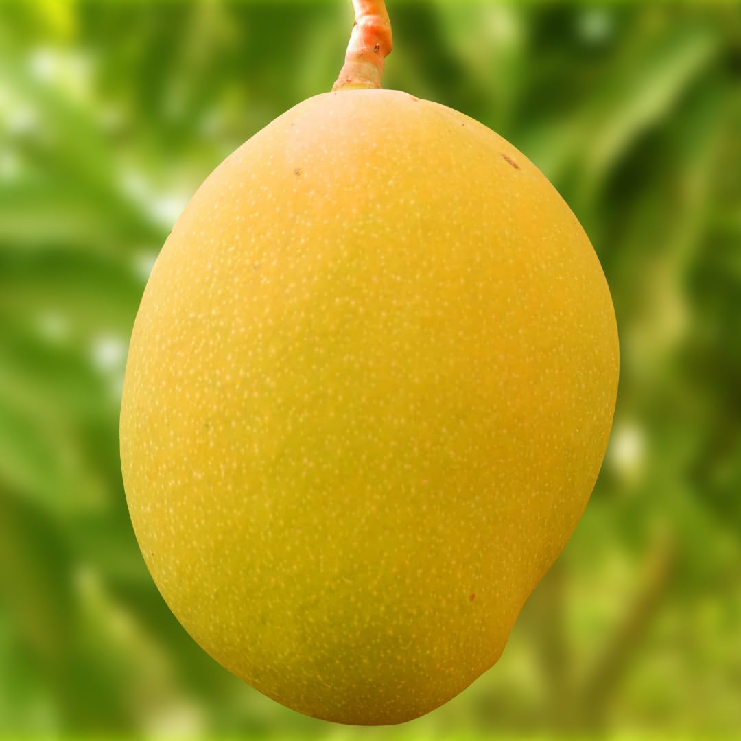 Mango Tree Live Plant, Sweet Mango Plant, Tropical Fruit Tree in 3 Gallon Pot for Outdoor Planting (Yellow Mango)