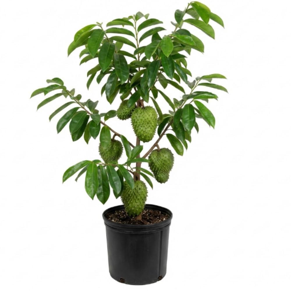 Soursop Tree Live Plant in Pot, 2 to 3 Feet Tall Sweet Soursop Plant, Guanabana Soursop Fruits Plant, Tropical Fruit Tree, No Ship to CA