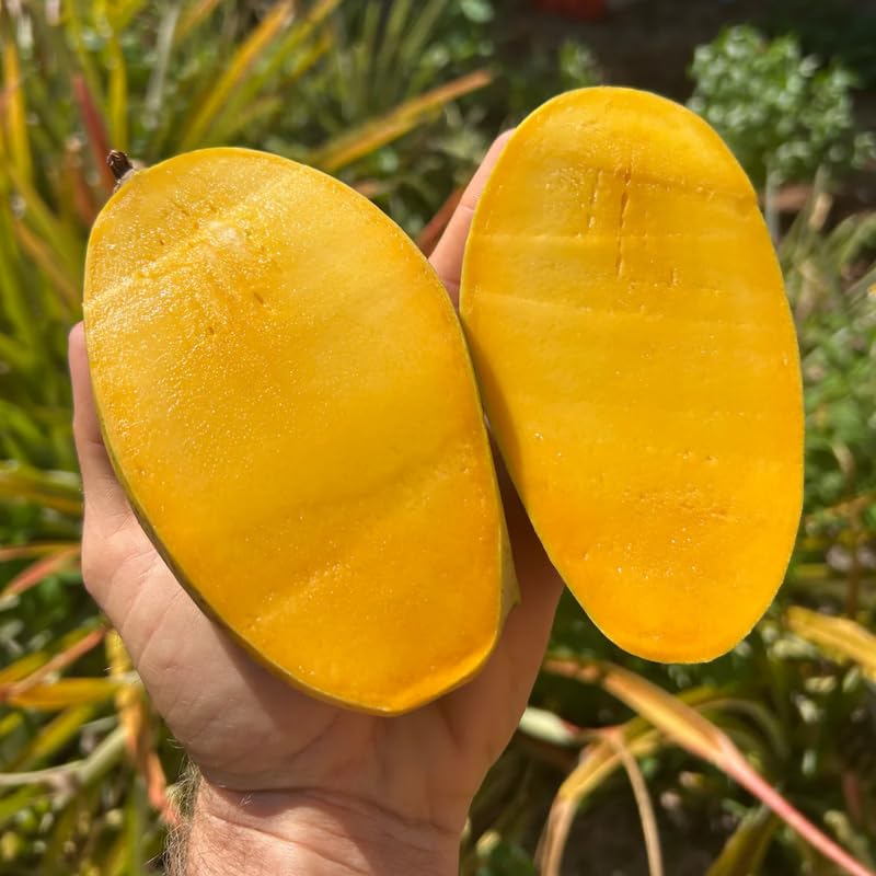 Orange Mango Tree Live Plant for Planting, Grafted Mango Plant in 3 Gallon Pot, Fast Growing Tropical Fruit Tree Seedlings