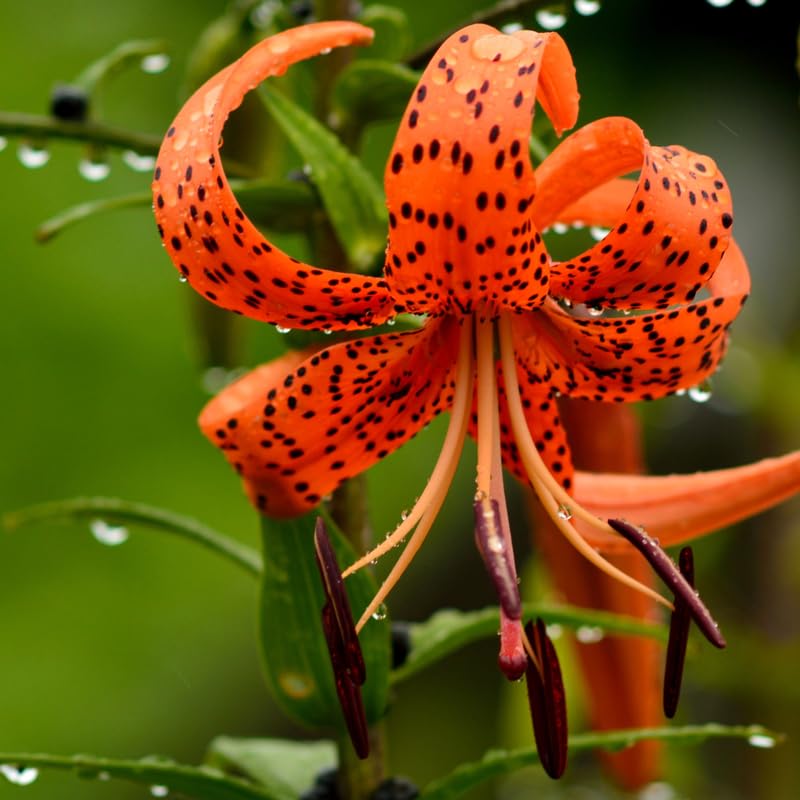 Set 10 Bulbs Turks Cap Lily, Perennial Lily Bulbs