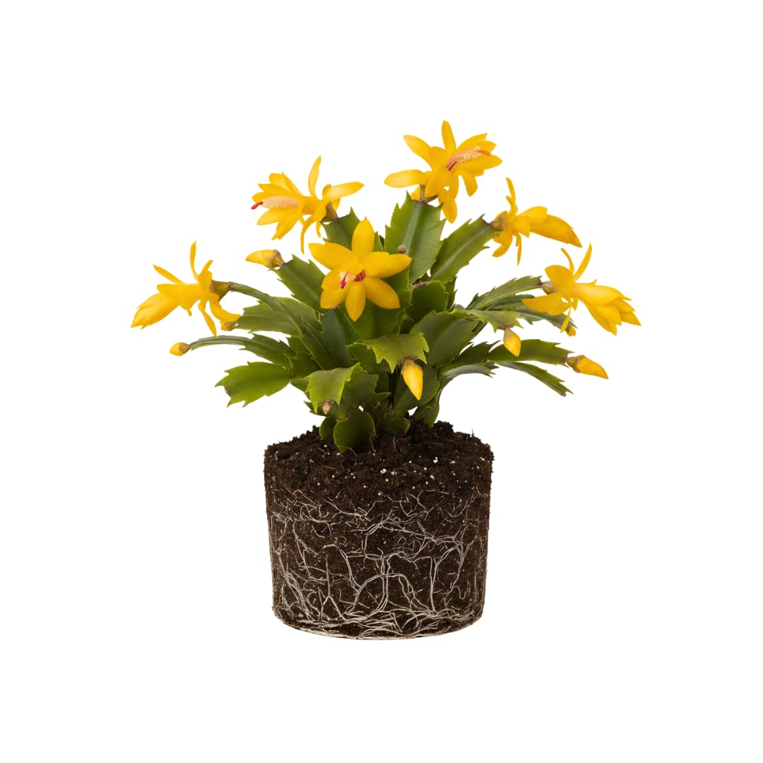 Yellow Christmas Cactus Plant Live Christmas Cactus, Holiday Cactus Live Plant Pot, Houseplant, 5 to 7 Inc Tall