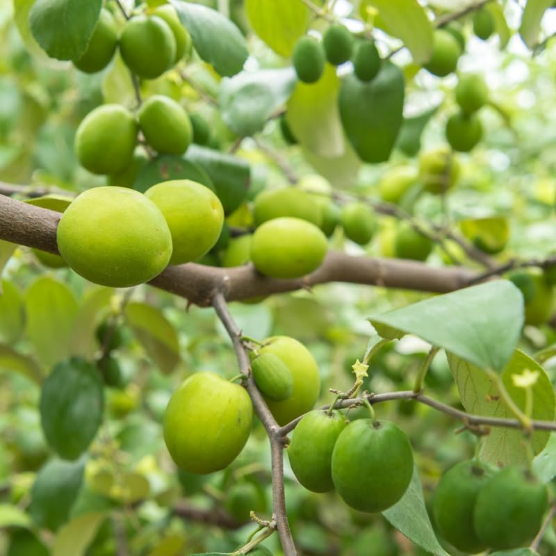 Live Thai Jujube Fruit Tree Plant, 1 Feet Tall in 3 Gallon Pot, Sweet Fruit Tree, Ready to Grow, Suitable for Outdoor Planting, No Ship to CA