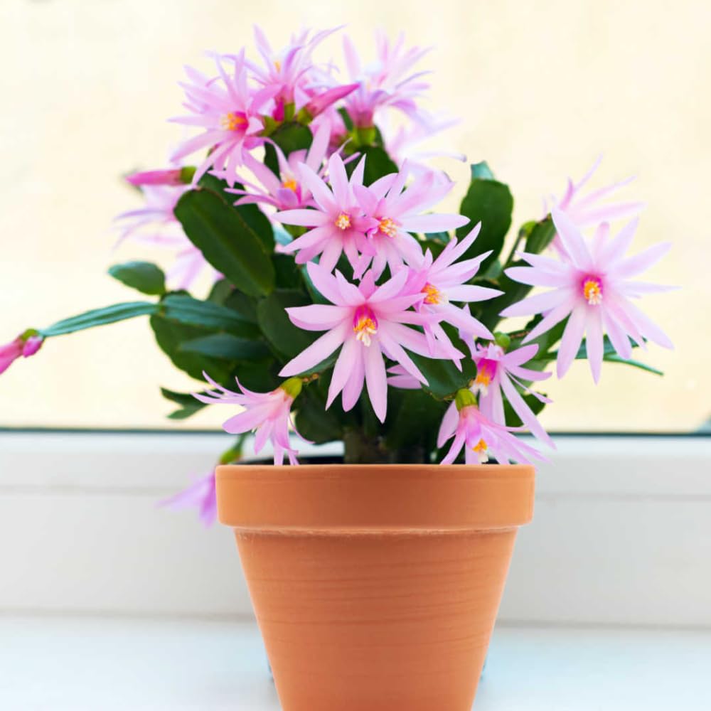 Pink Easter Cactus Flowering Plants, Spring Easter Cactus, Live Indoor Houseplant, 4 to 6 Inches