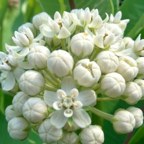 2 White Vining Milkweed Plants Live for Spring Planting, Butterfly Mikweed 4-8" in Tall, Asclepias Tuberosa Plants Bush for Perennial Flowers Outdoor Growing