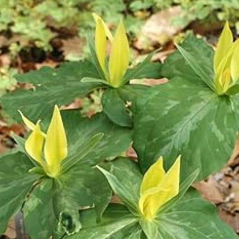 10 Assorted Trillium Bulbs for Planting, 3 to 5 Inches, Spring Flower Bulbs