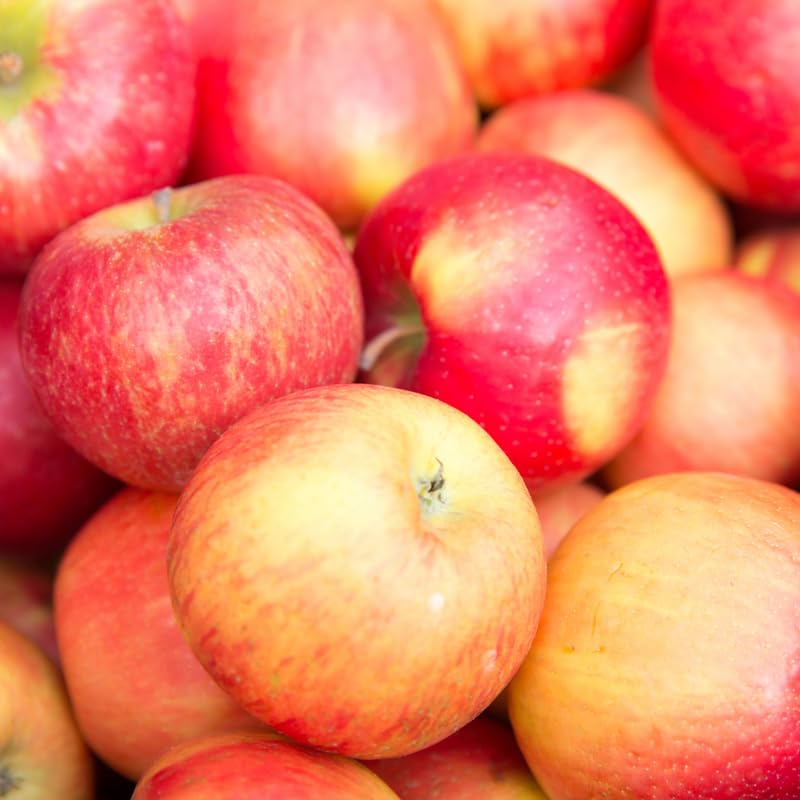 Honey Crisp Apple Tree Plants, Bare Root 1-2 Ft Tall, Apple Tree Plant Live for Planting Outdoors, Well Rooted Fruits Tree Plant, Dormant