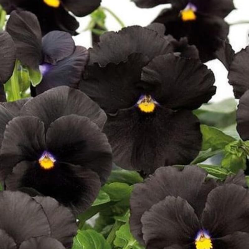 Pansy Plant Live, Flowering Pansies Live, 3 to 5 Inches Tall, Perennial Flower Plant Garden