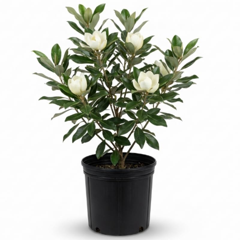 Magnolia Tree Live Plant - 2-3 Ft Tall in 3 Gallon Pot - Pink Purple Flowering Magnolia for Outdoor Garden, No Ship to CA