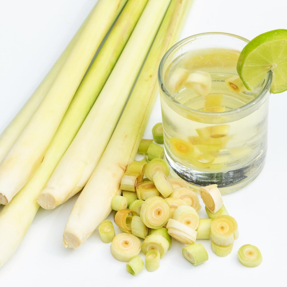 5 Lemon Grass Live Plants, Lemongrass Plant, 5-8'' in Height, Fragrant Herb Plants Gardening Outdoor, No Ship to CA