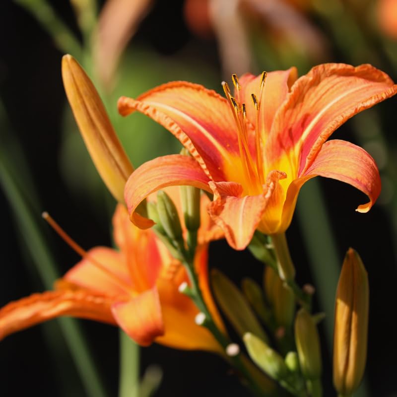 3 Orange Daylily Bulbs, Orange Daylilies Bulbs Flower, Daylily Flower for Growing