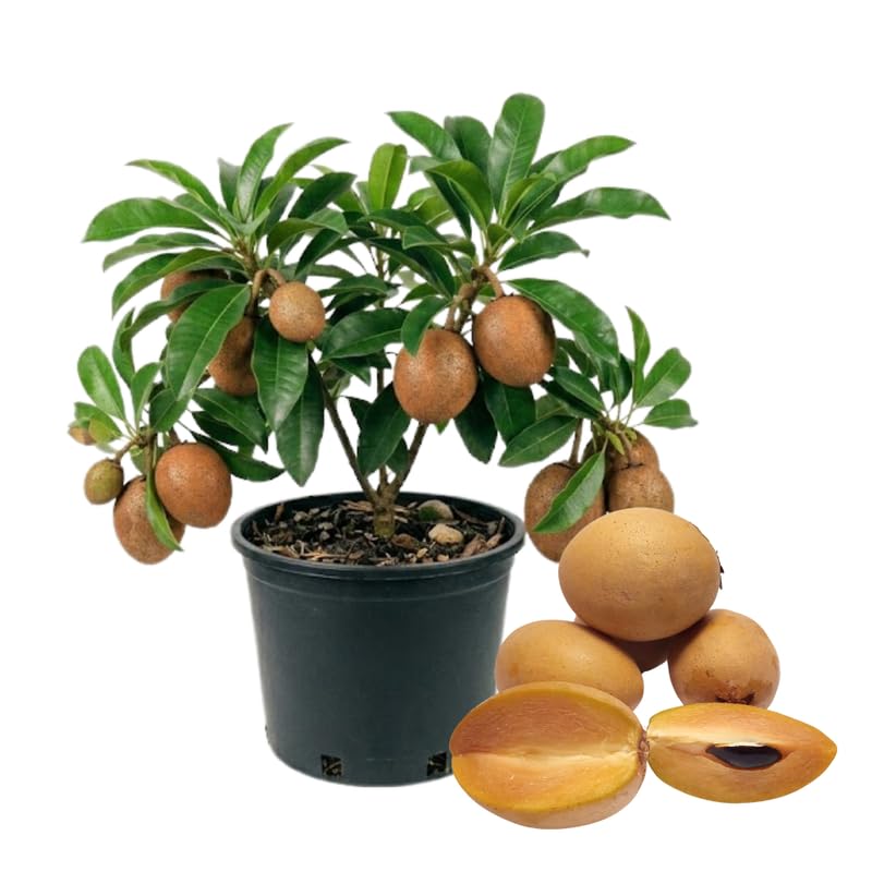 Sapodilla Tree Live Plant in 3 Gallon Pot, Sapodilla Fruit Tree, Sapote Plant from 2-3 Feet Tall, Tropical Live Fruit, No Ship to CA