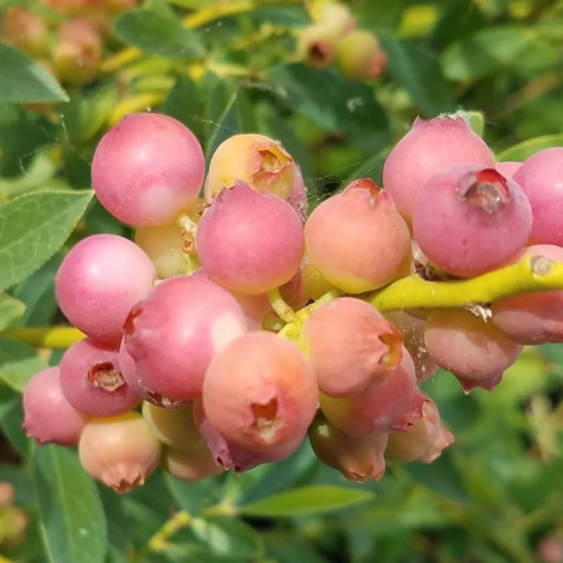 2 Blueberry Plants Live for Planting, 4-8 Inch Tall Well-Rooted, Hardy Blueberry Bush for Garden or Patio, High Yield (Pink Lemonade Blueberry)