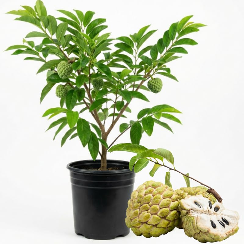 Green Sugar Apple Tree Live Plant, 2-3 Ft Tall in 1 Gallon Pot - Tropical Annona Fruit Tree for Outdoor Garden and Patio, No Ship to CA