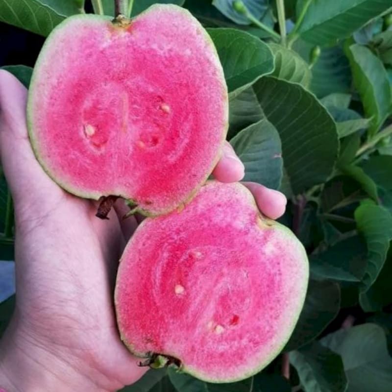 Pink Guava Tree Plant, 1-2 Ft Tall Guava Fruit Live Plant in 3 Gallon Pot, Perennial, Tropical Fruit Plants, No Ship to CA