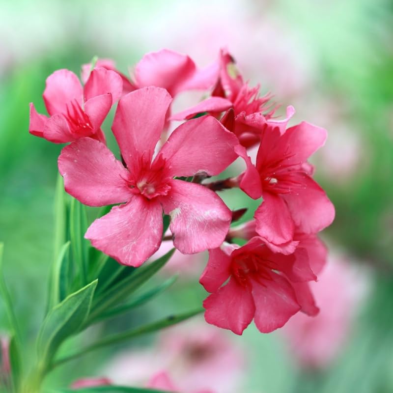 3 Pink Oleander Live Plants 4-7” Tall, Flowering Bush Starter Plant for Landscape Well-Rooted