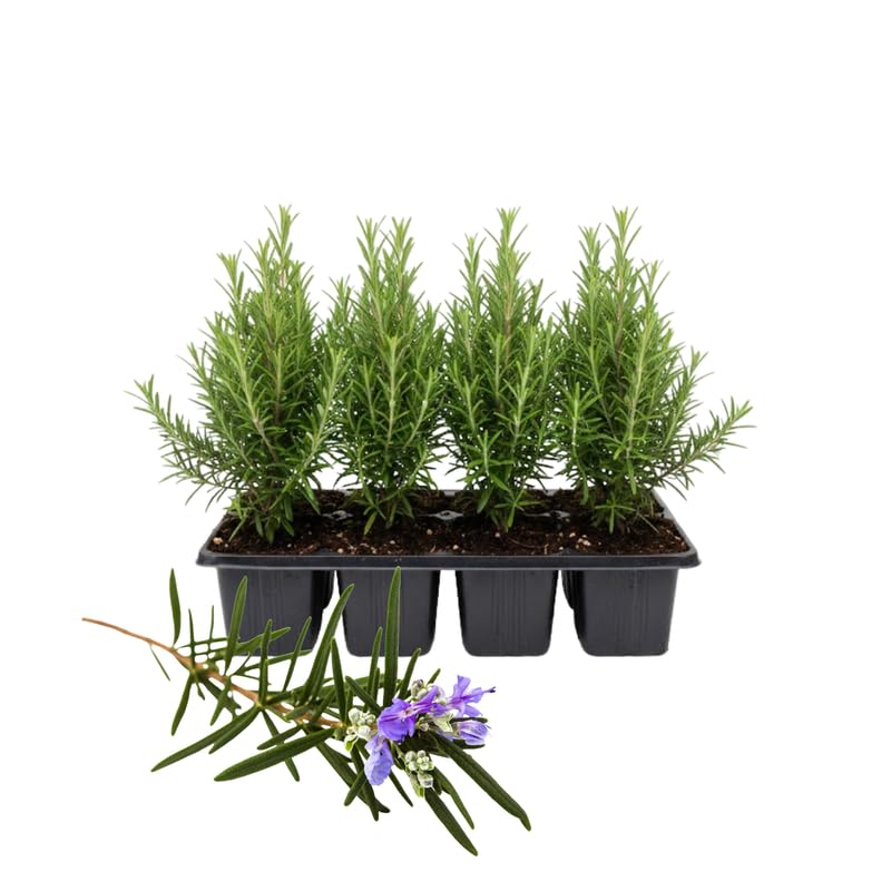 6 Rosemary Plants 4–6'' Tall, Fragrant Culinary Herb, Hardy Rosemary for Outdoor or Container Planting
