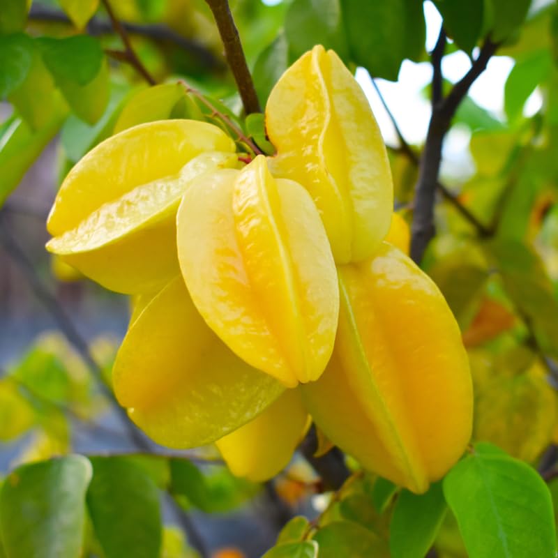 Starfruit Grafted Tree Live Plant, 2 to 3 Feet Tall, Large Star Fruit Carambola Plant in 3 Gallon Pot for Landscaping or Gardening, No Ship to CA