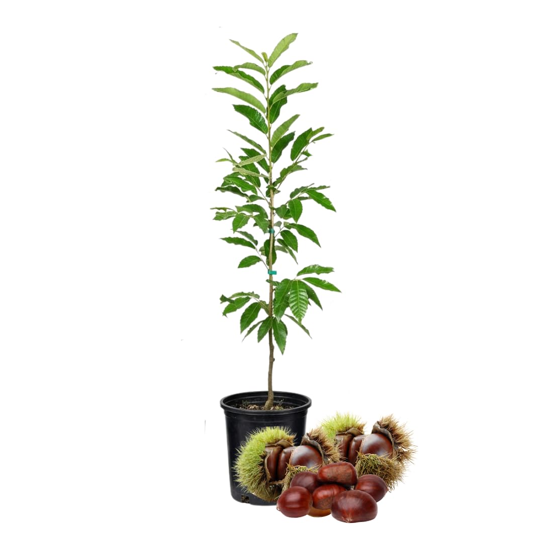 1-2 Ft Chestnut Tree Live Plant, 1 Year Old Fast Growing Nut Tree, Well-Rooted Seedling, No Pot, Dormant in Winter