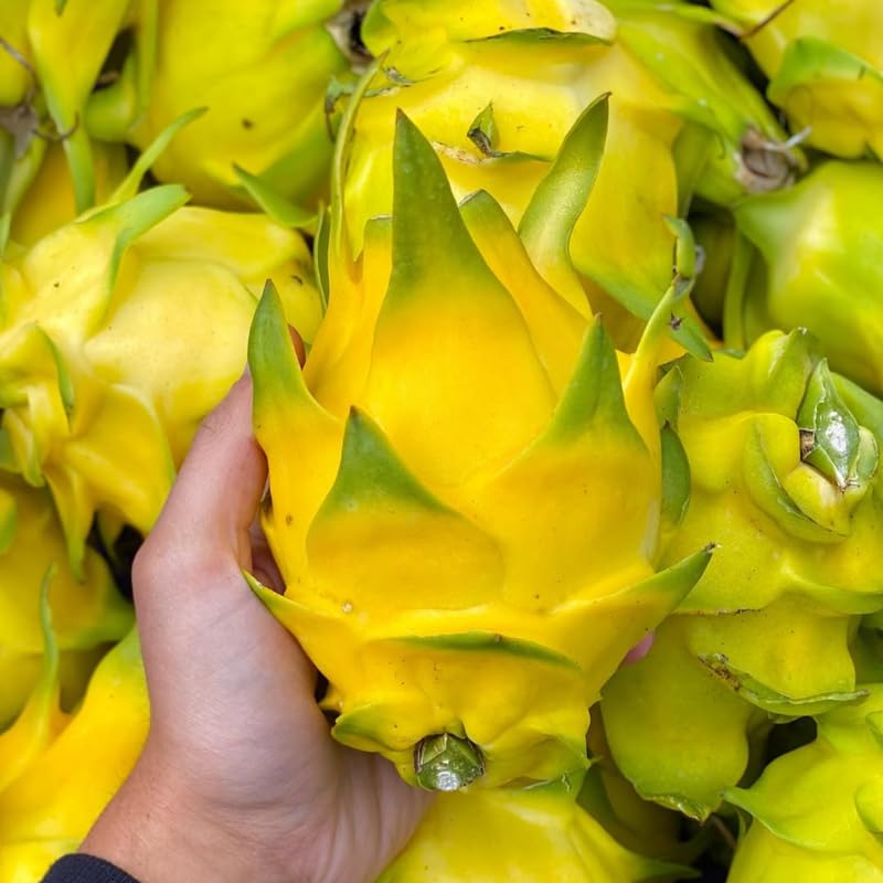 Set of 3 Yellow Dragon Fruit Plants Live, 4-7 Inches Tall, Tropical Dragonfruit Cactus Tree for Outdoor Spring Growing