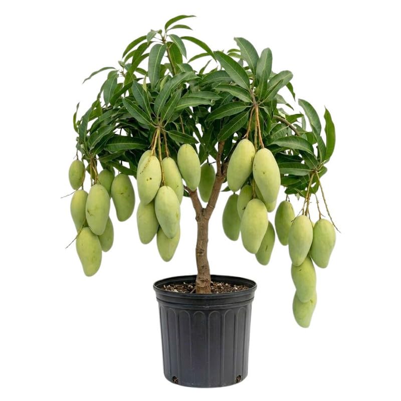 Green to Golden Yellow Mango Tree Plant, Mango Tree 3 Gallon Pot, Fresh Sweet Mango Fruit Plant for Your Garden, No Ship to CA