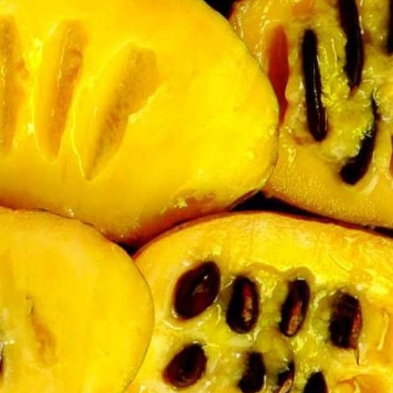 Pawpaw Tree Live Plant, Hardy Paw Paw Plant, Quart Pot, Fruit Tree