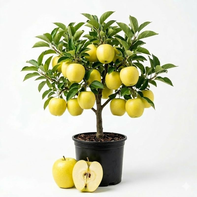 Live Yellow Delicious Apple Tree 3 Feet Tall, Fruit Apple Tree Plant for Outdoor Garden in 5 Gallon Pot, Sweet Apples for Backyard Orchard, Patio Container or Home Garden, No Ship to CA