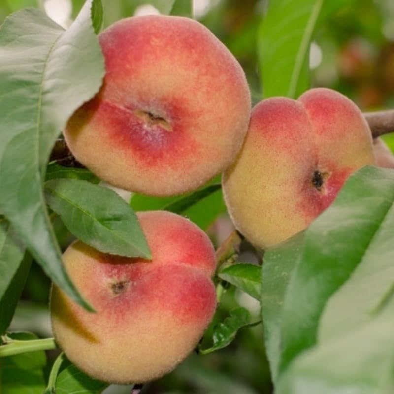 Donut Peach Tree, 3 Ft Tall Sweet Peach Fruit Tree Plant in 5 Gallon Pot, Fruit Plants for Outdoor Garden and Home Orchard, No Ship to CA