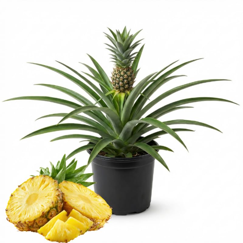 Pineapple Plant Live - 1 Ft Tall in 1 Gallon Pot, Tropical Pineapple Fruit Plant for Indoor and Outdoor Garden, Patio Growing, No Ship to CA