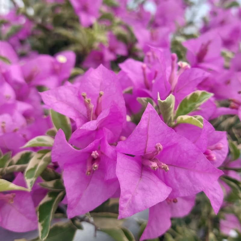 Set 2 Variegated Purple Bougainvillea Plants, 5-8" Tropical Bougainvillea Plant Starter, Colorful Perennial Blooms, Live Well Rooted Plant