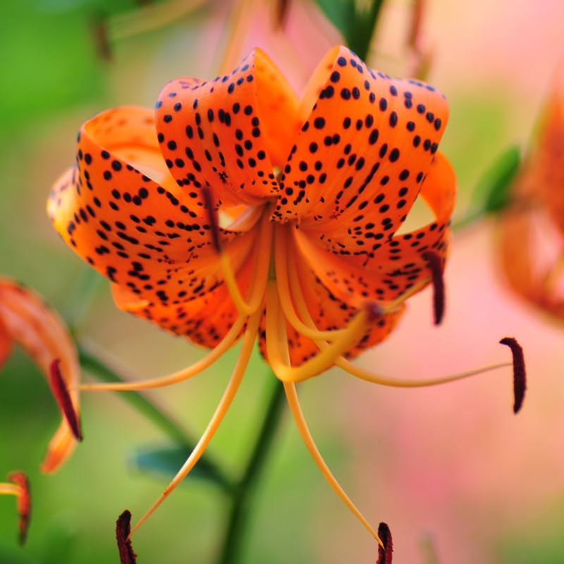 Set 10 Bulbs Turks Cap Lily, Perennial Lily Bulbs