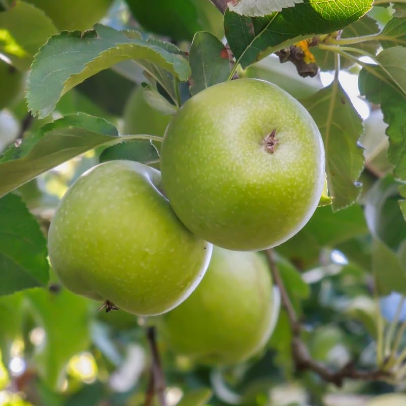 Granny Smith Apple Tree Plants, Bare Root 1-2 Ft Tall, Apple Tree Plant Live for Planting Outdoors, Well Rooted Fruits Tree Plant, Dormant
