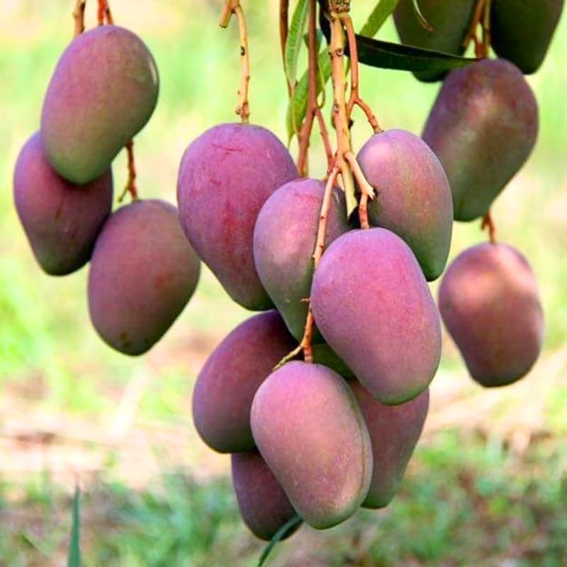2 Years Old Mango Tree for Planting, Red Mango Plant Grafted in 3 Gallon Pot, Sweet, Fast-Growing Tropical Tree Seedlings for Outdoor Garden