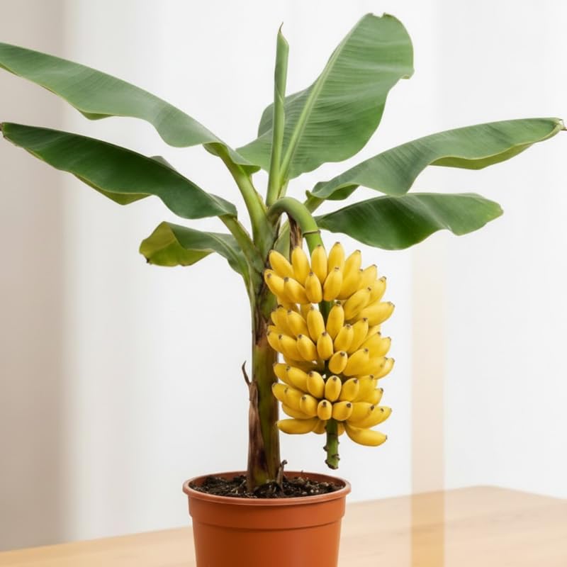 Truly Tiny Banana Plant, Banana Trees Live Plants, 4-6" Tropical Fruit Tree for Home Garden, Patio and Container Growing