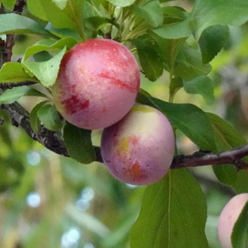 Sweet Plum Tree in 3 Gallon Pot, 3 to 4 Ft Tall Plum Fruit Tree, No Ship to CA