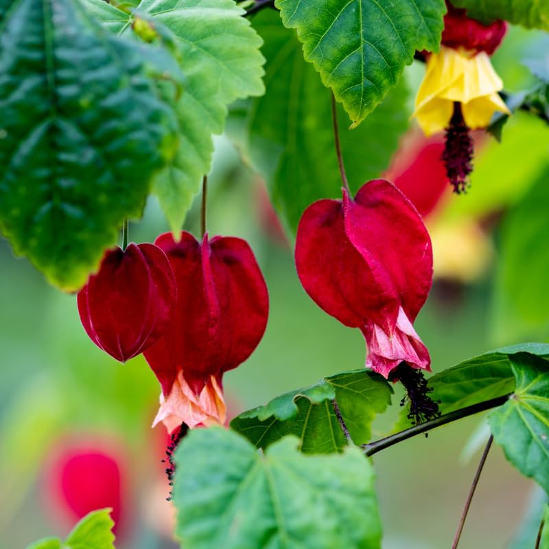 2 Abutilon Plants 2-5 Inch Tall, Lantern Tree Live Plant, Hanging Flower Vine, Indoor Outdoor Growing