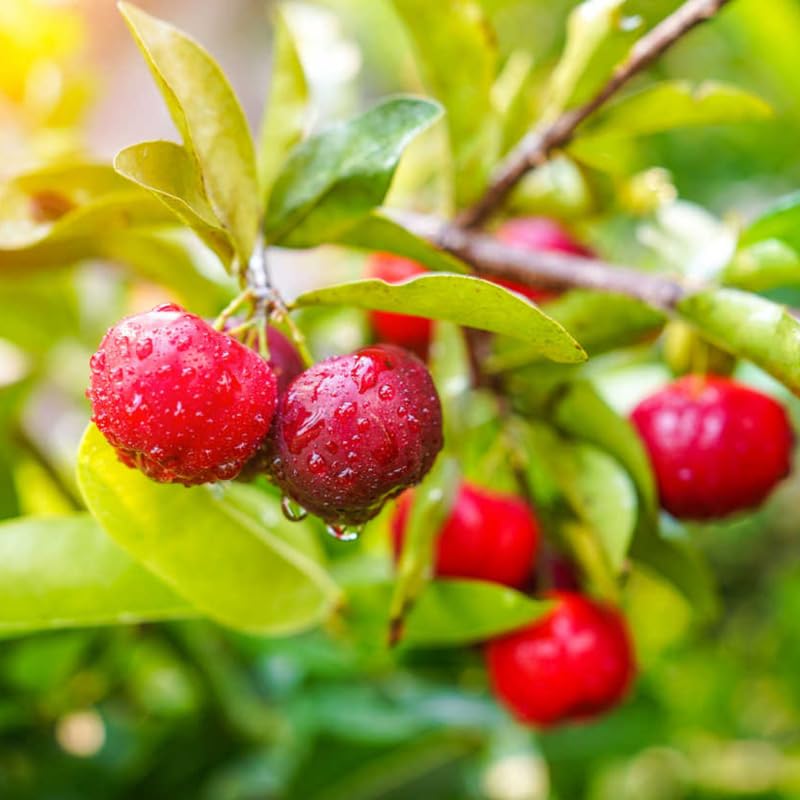 Sets 4 Barbados Cherry Tree Live Plant, 6 Months Old High Yielding Sweet Cherry Tree 4-6" in Tall, No Pot, Cold Hardy, Outdoor Planting