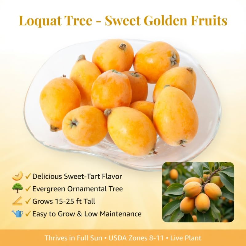 Loquat Tree, 2-3 Ft Tall in 1 Gallon Pot, Yellow Loquat Fruit Tree Plant Potted for Outdoor Garden, Patio and Edible Landscape, No Ship to CA